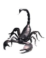 Skorpionchik аватар